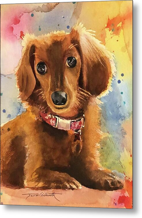 Longhair Dachsund - Metal Print