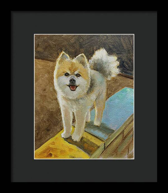 Akita - Framed Print