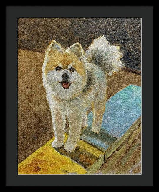 Akita - Framed Print