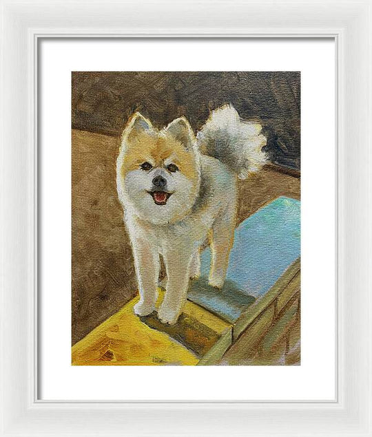 Akita - Framed Print