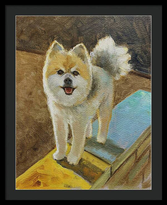 Akita - Framed Print