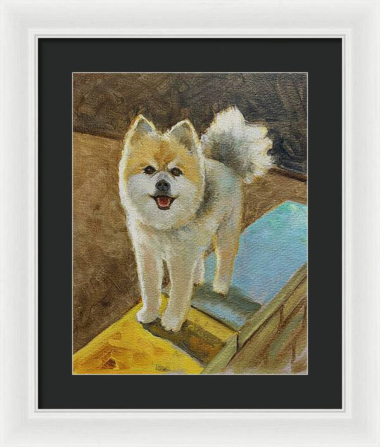 Akita - Framed Print