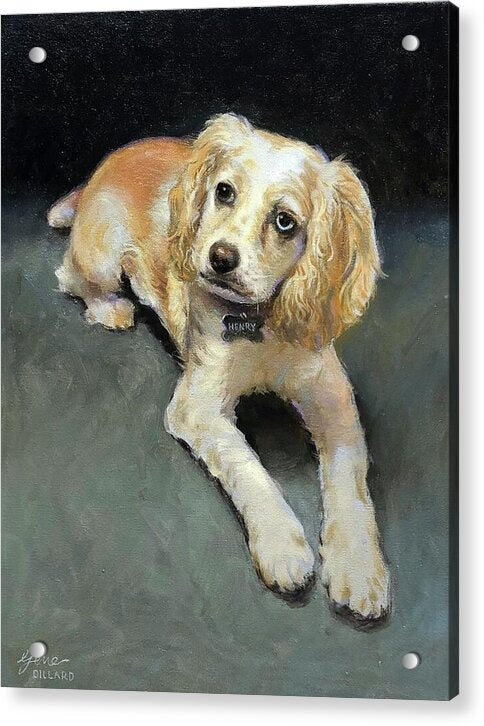Henry - Acrylic Print