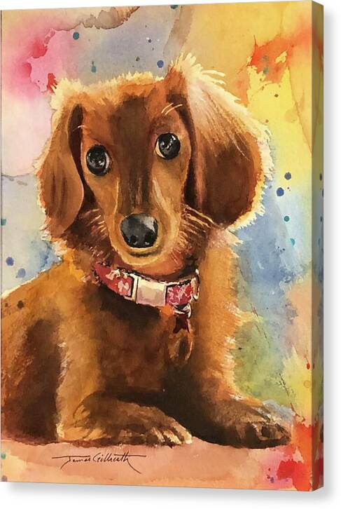 Longhair Dachsund - Canvas Print