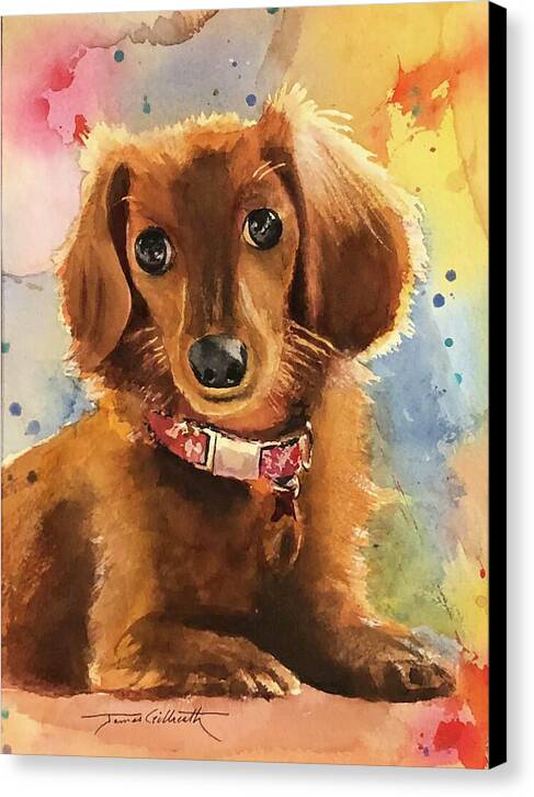 Longhair Dachsund - Canvas Print