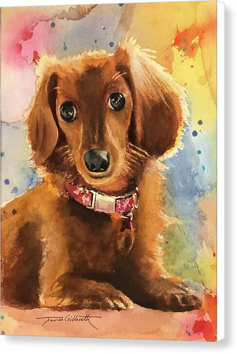 Longhair Dachsund - Canvas Print