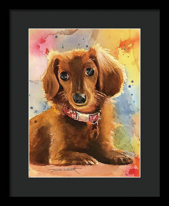 Longhair Dachsund - Framed Print