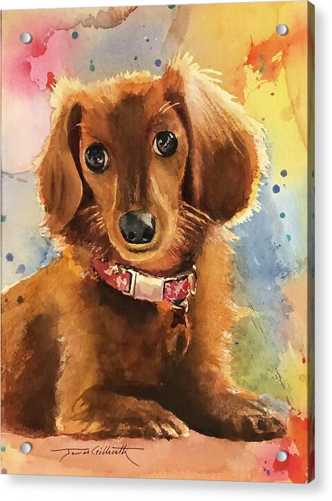 Longhair Dachsund - Acrylic Print