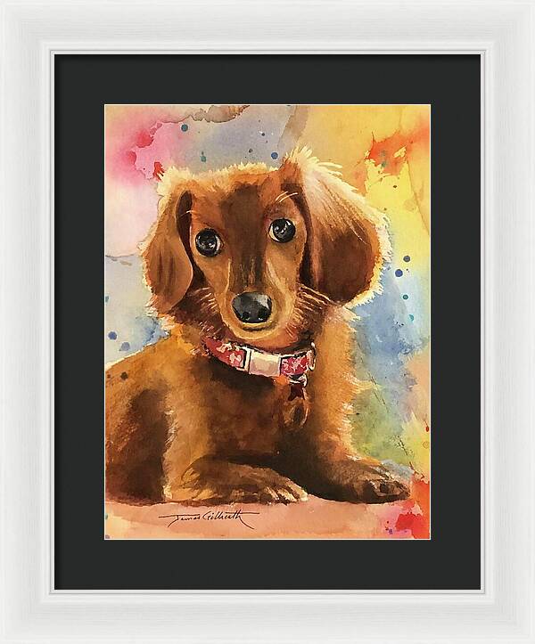 Longhair Dachsund - Framed Print