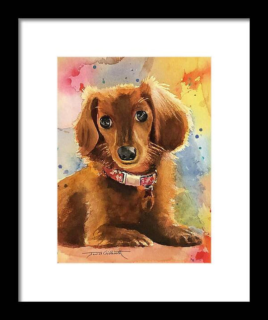 Longhair Dachsund - Framed Print