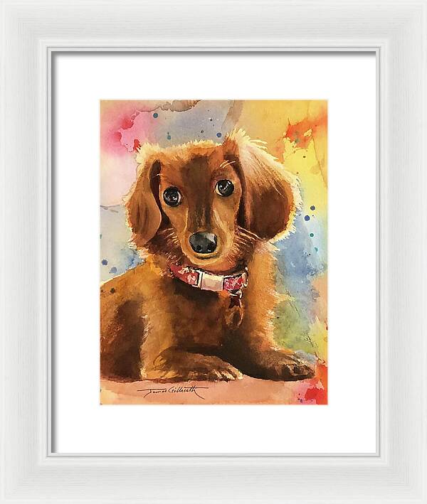 Longhair Dachsund - Framed Print