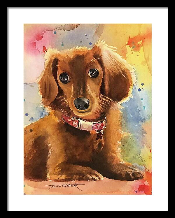 Longhair Dachsund - Framed Print