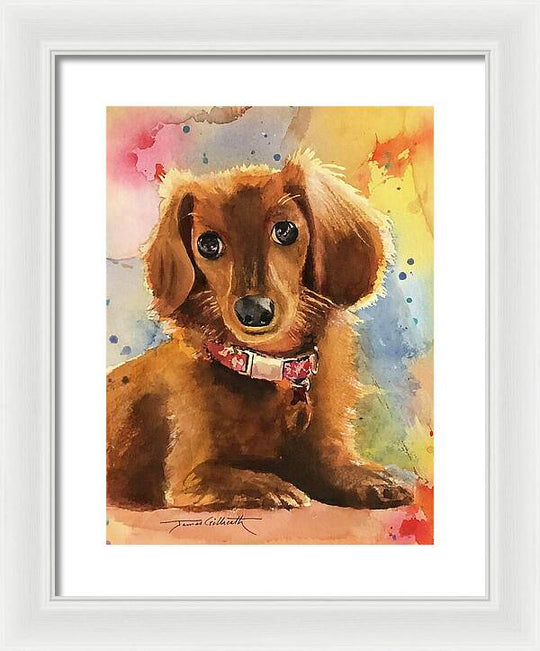Longhair Dachsund - Framed Print