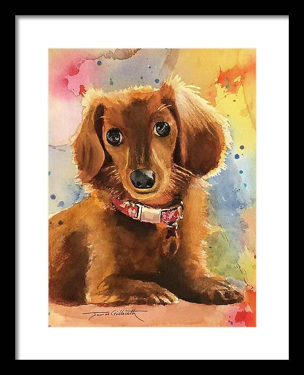 Longhair Dachsund - Framed Print
