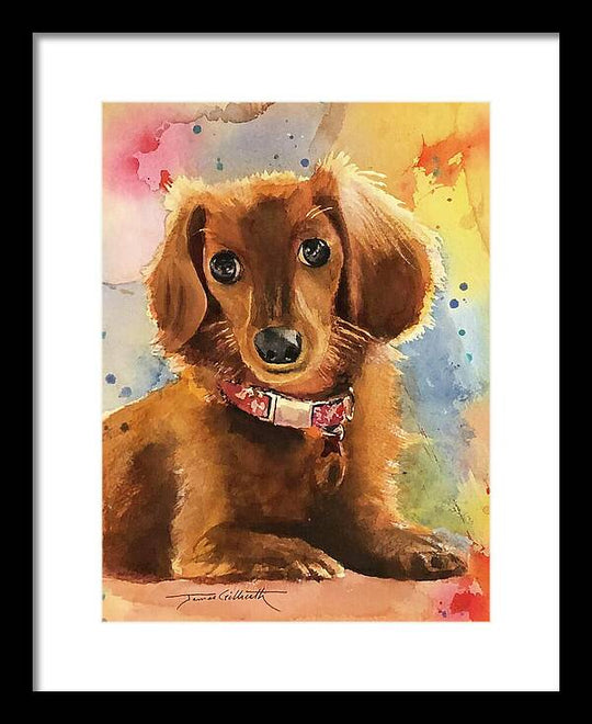 Longhair Dachsund - Framed Print