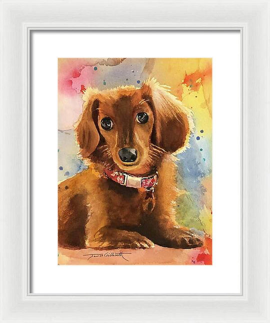 Longhair Dachsund - Framed Print