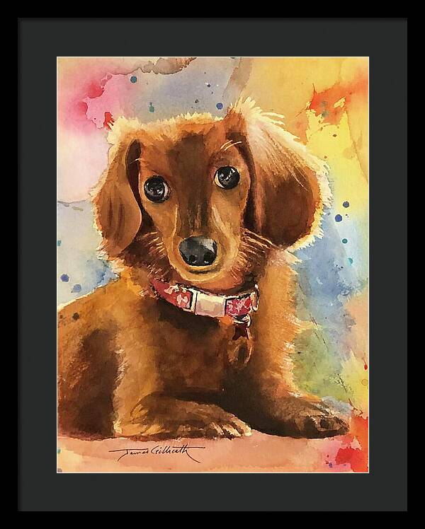 Longhair Dachsund - Framed Print