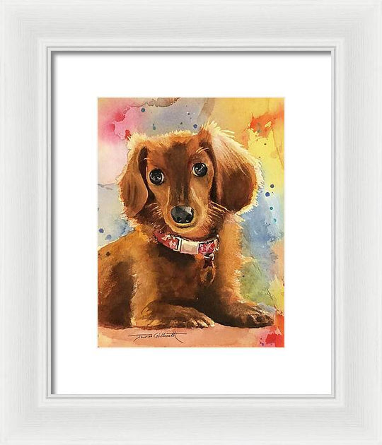 Longhair Dachsund - Framed Print