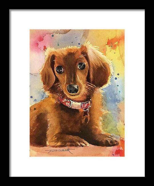 Longhair Dachsund - Framed Print