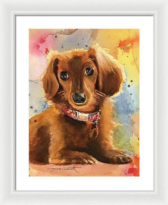 Longhair Dachsund - Framed Print