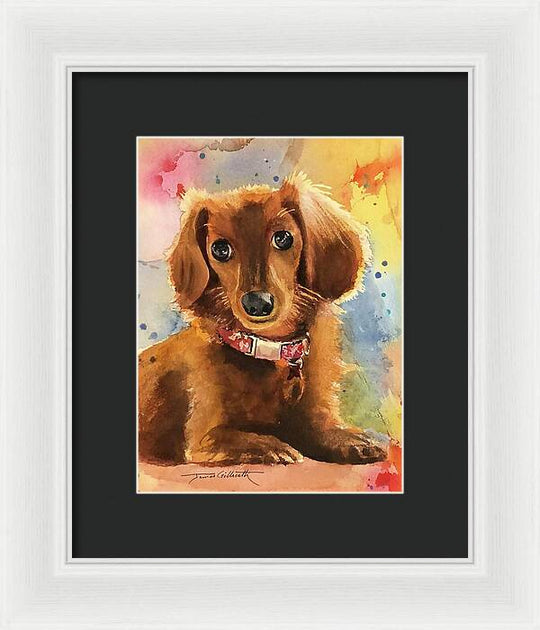 Longhair Dachsund - Framed Print