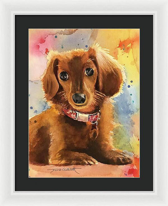 Longhair Dachsund - Framed Print