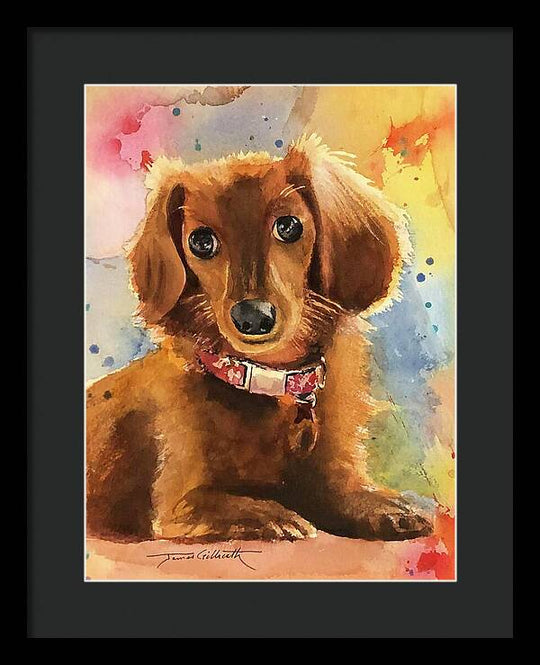 Longhair Dachsund - Framed Print