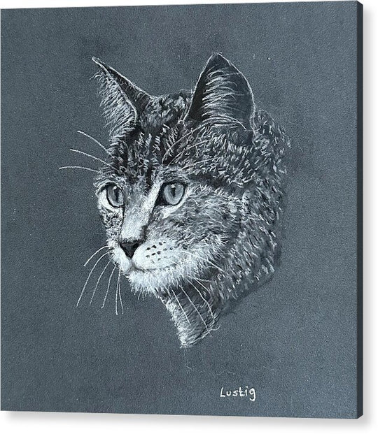 Miss Kitty - Acrylic Print