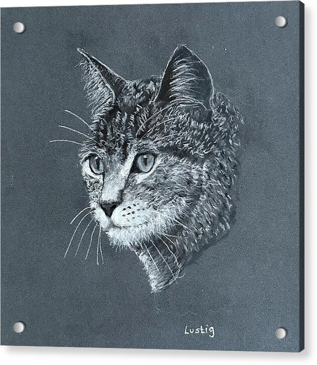 Miss Kitty - Acrylic Print