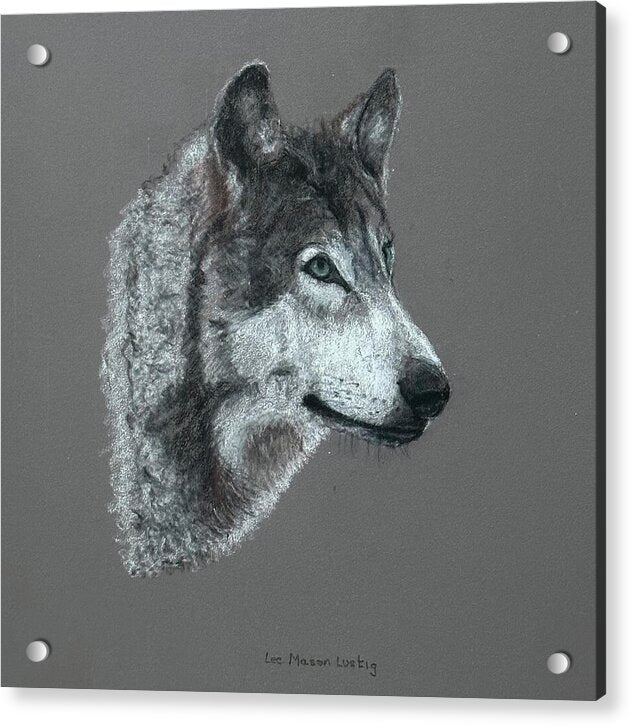 Wolfgang - Acrylic Print