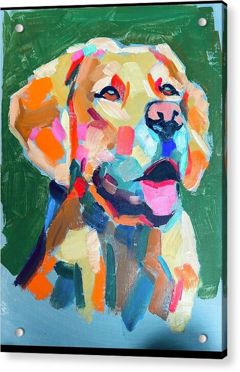 Yellow Lab - Acrylic Print